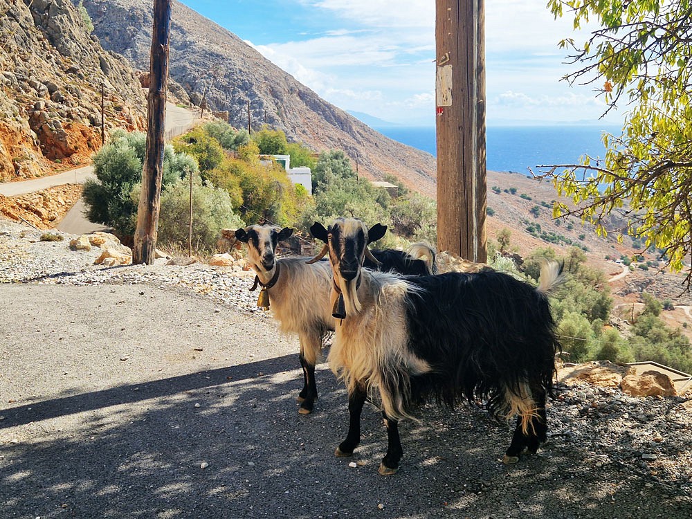 Begrüßungskomitee am Parkplatz in Livaniana