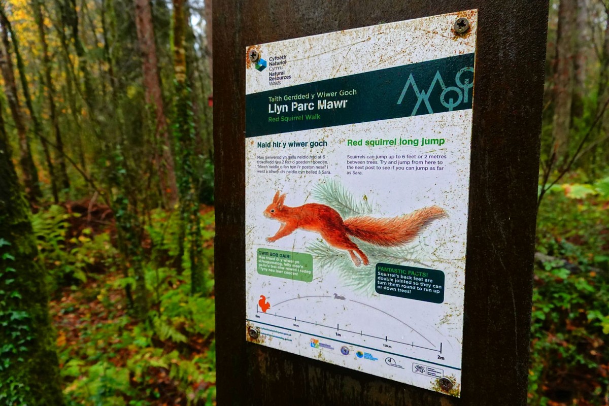 In Wales sind die Europäische Eichhörnchen tatsächlich vom Aussterben bedroht. Im Newborough Forest fühlt es sich dank Schutzmaßnahmen aber besonders wohl.