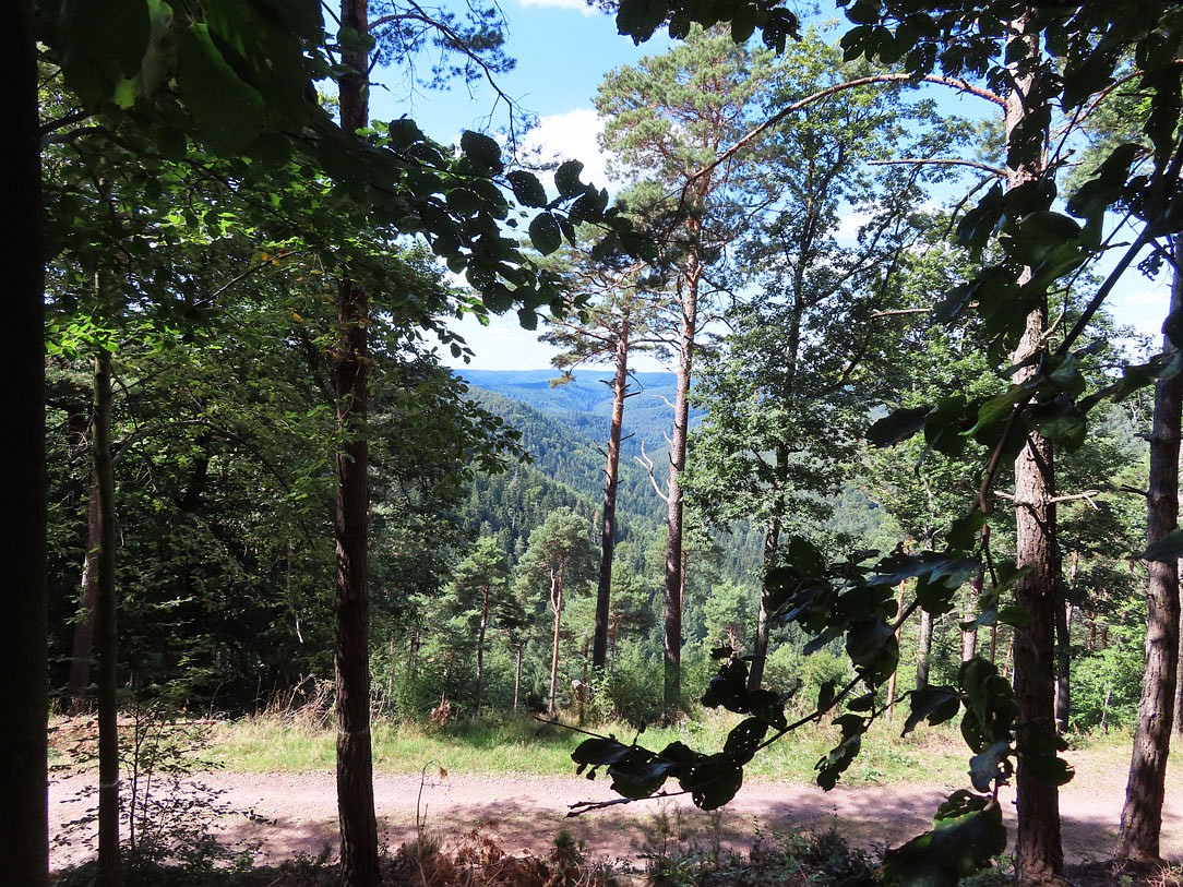 Blick in den Pfälzerwald 