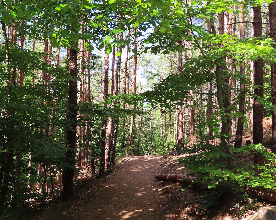 Dichter Wald, der Weg ist das Ziel Alle Fotos © Thomas Müller