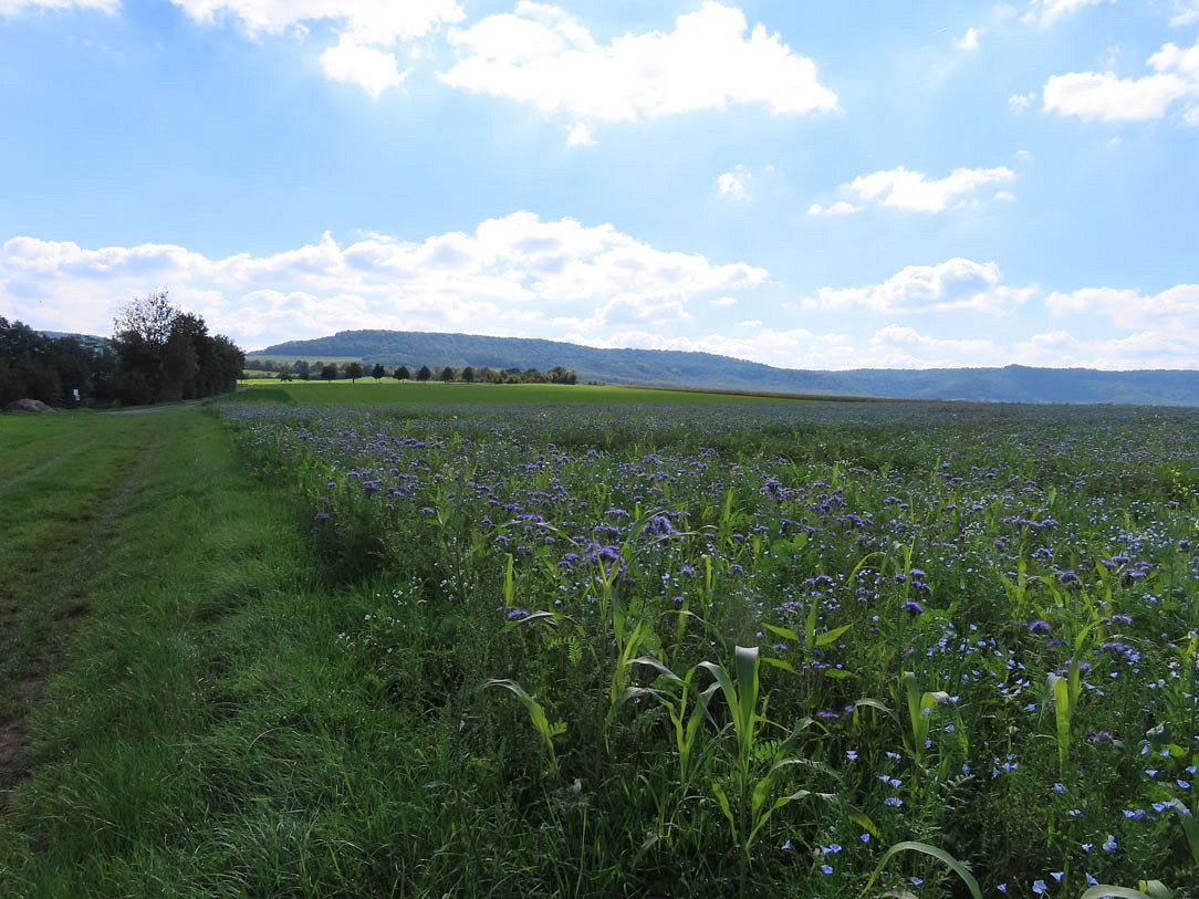Blick Richtung Steigerwald  