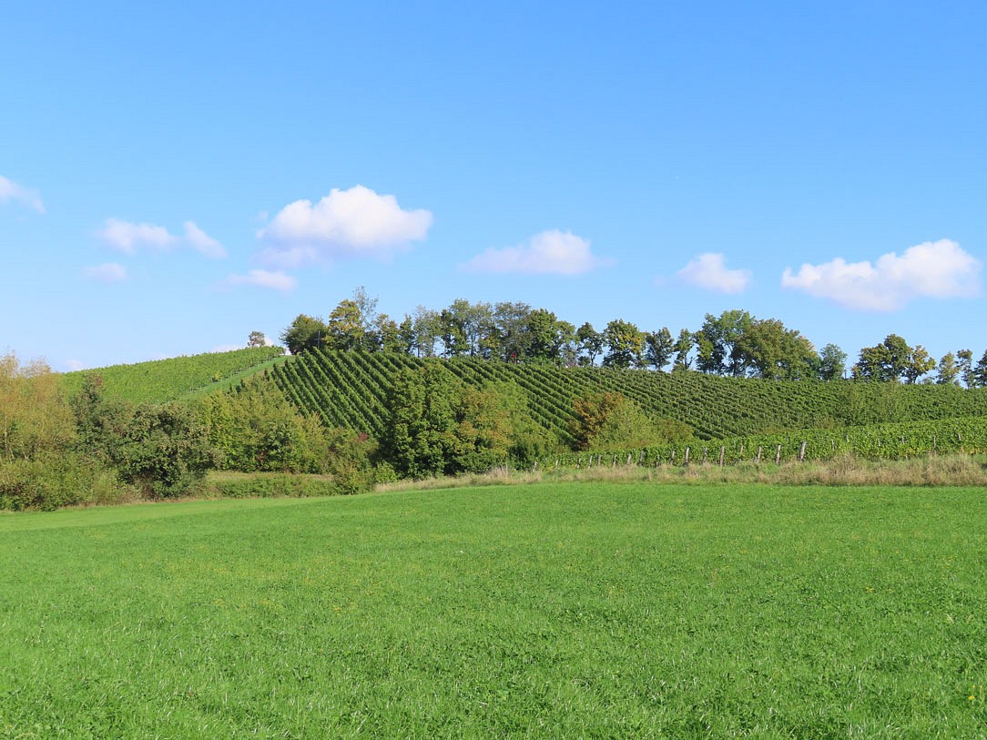 Weinberge bei Wiesenbronn Alle Fotos © Thomas Müller