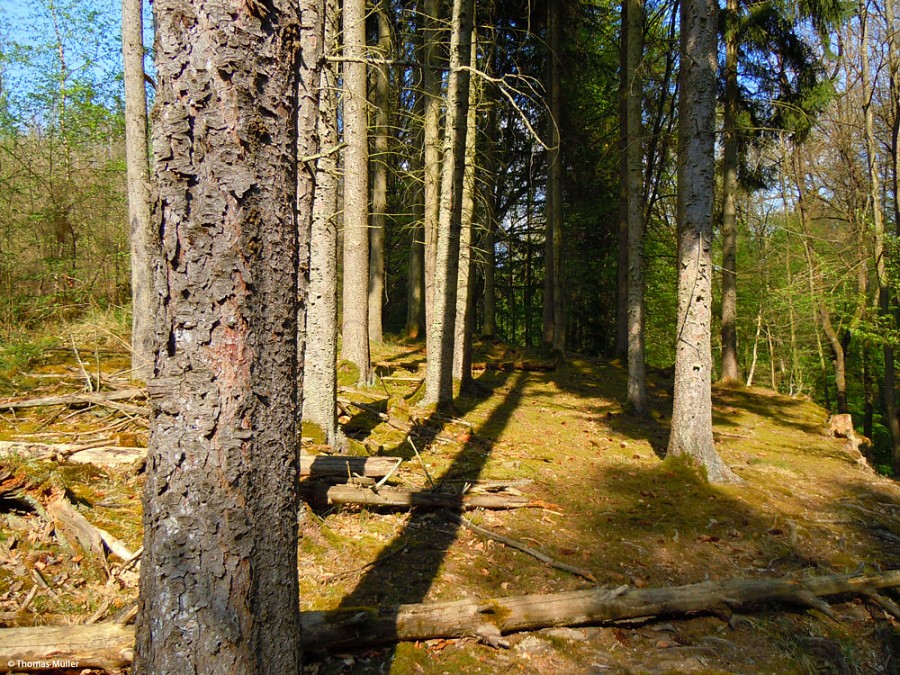 Im Schönbuch, Blick in den Wald