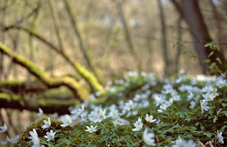 Buschwindröschen im Wald