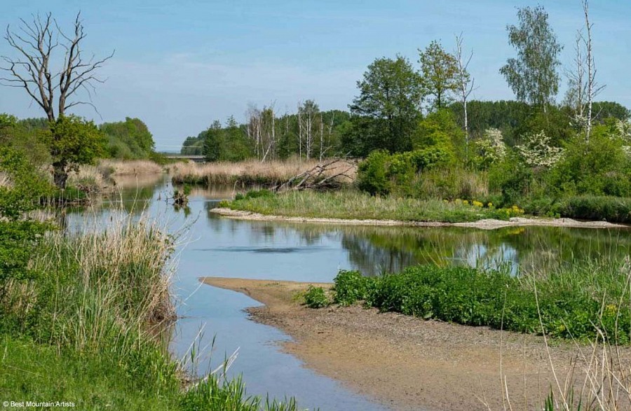 Auwald an der Donau
