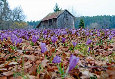 Krokussblüten