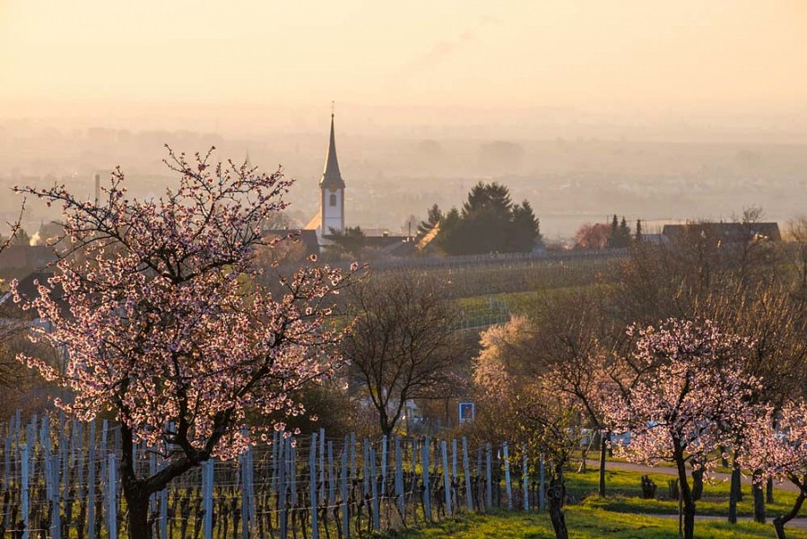 Mandelblüte in der Pfalz