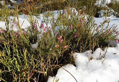 Schneeheide