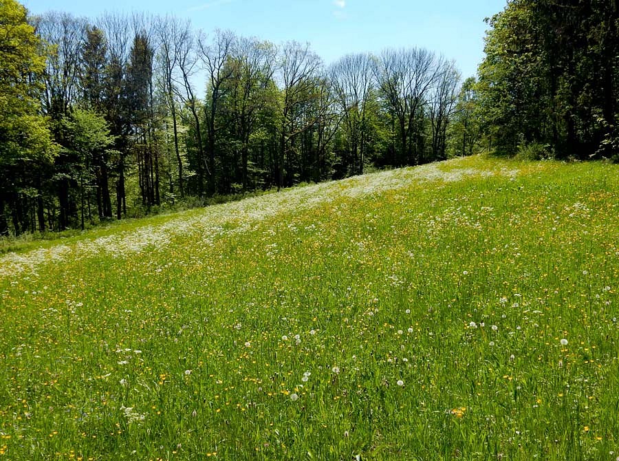 Blick über blühende Wiese