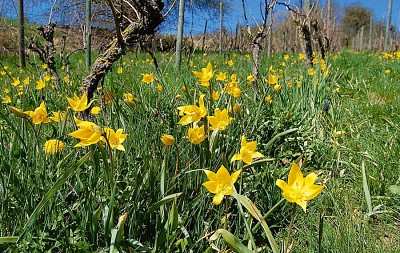 Gelbe wilde Tulpen