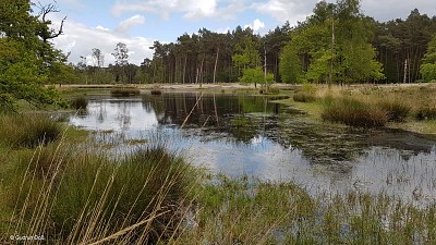 Heidemoor und Teich
