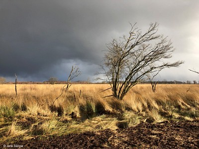 Das Moor Bargerveen