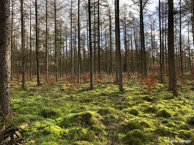Moosbedeckter Wald