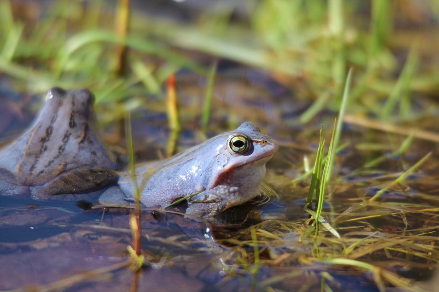 Moorfrosch