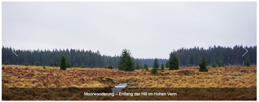 Moorlandschaft im Hohen Venn