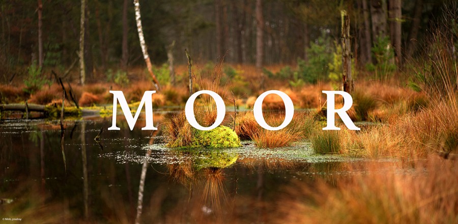 Moorlandschaft