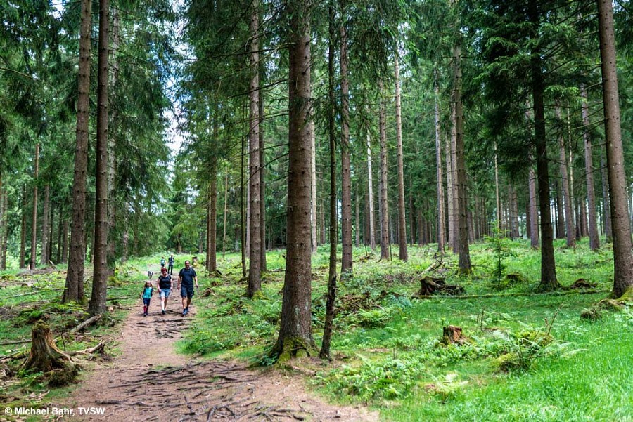 Wurzeliger Waldwege im Rothaargebirge