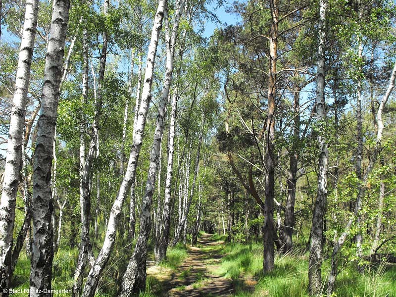 Küstenwald bei Ribnitz-Damgarten