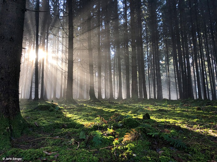 Sonnenstrahlen im Wald