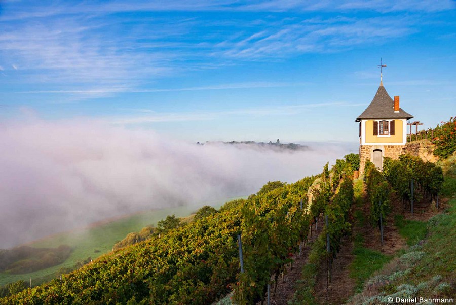 Schwalbennest Weinberg Meißen