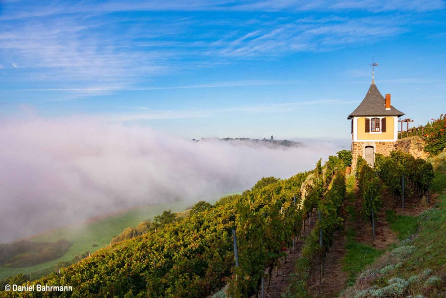 Schwalbennest Weinberg Meißen, Sächsischer Weinwanderweg