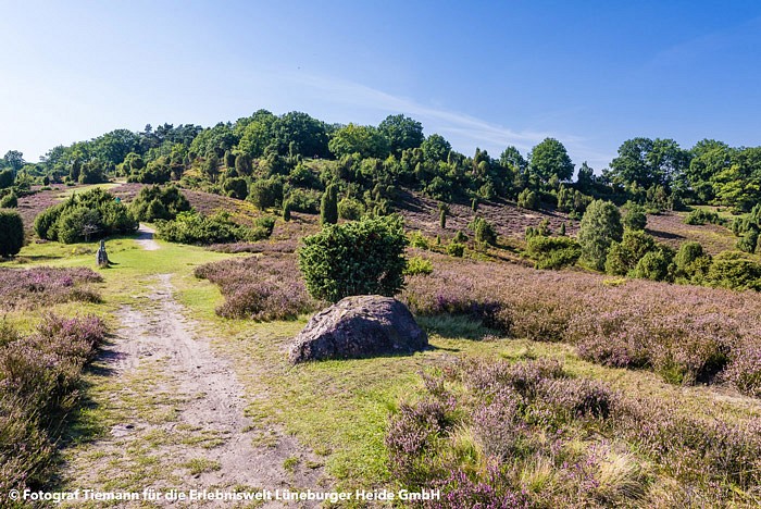 Der Heidschnuckenweg durch die Wacholderheide im Norden Deutschlands