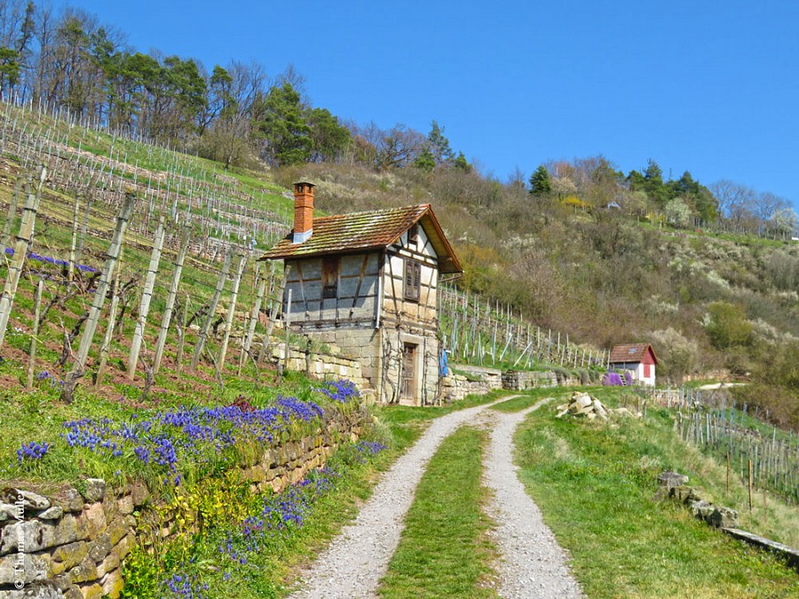 Häuschen im Weinberg in der Schwäbischen Alb