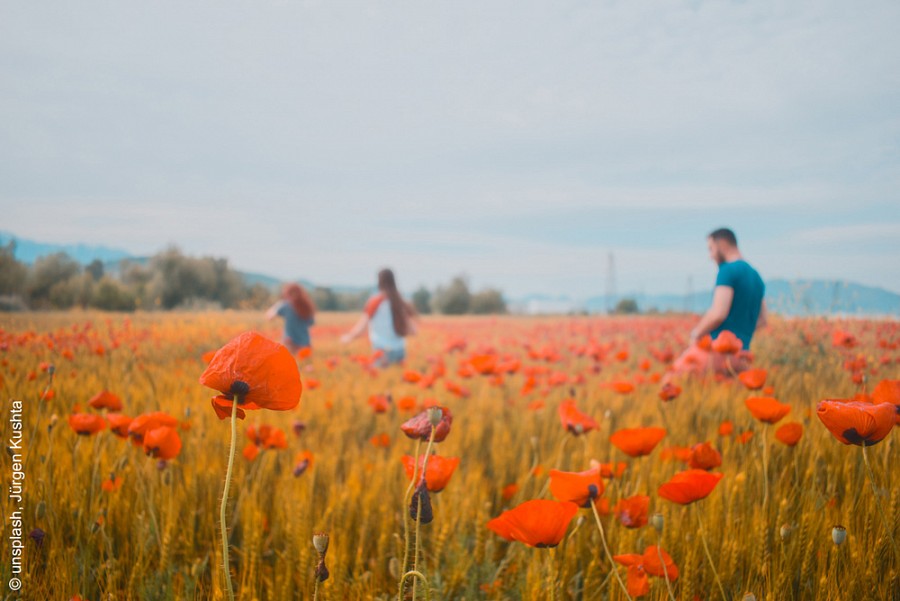 Feld mit Mohnblüten