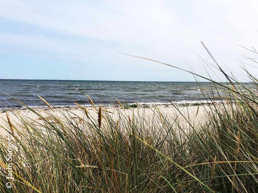 Gräser am Strand