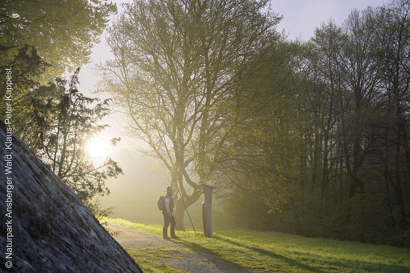 Morgendämmerung auf der Sauerland-Waldroute
