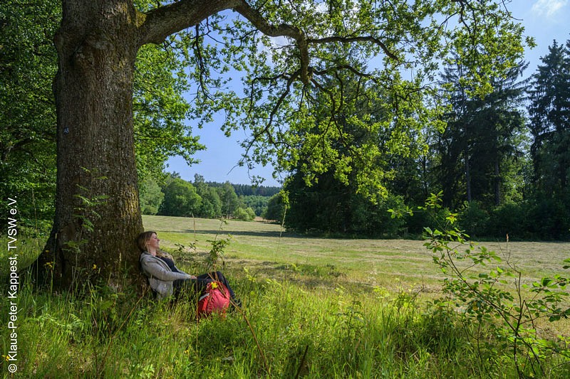 Schattiger Platz am Wegesrand in Siegen-Wittgenstein