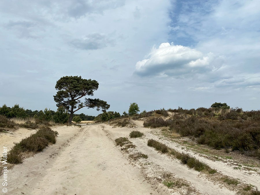 Dünenlandschaft Kalmthoutse Heide, Flandern