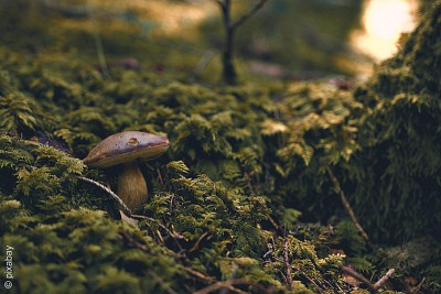 Die Pilzwelt im Wendland entdecken
