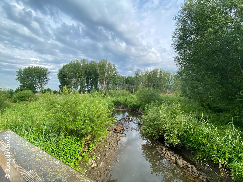 Blick auf den alten Rhein