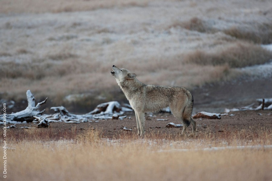 Interview mit Wildtierfotograf