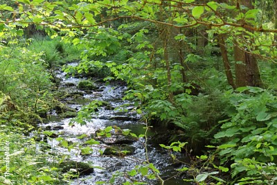 Doinich Ursprung, Nordschwarzwald