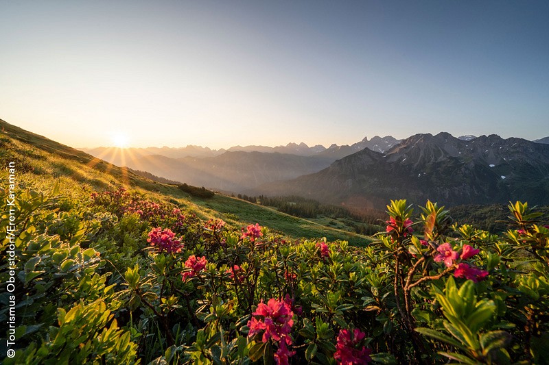 Blühende Alpenrosen vor Bergkulisse 
