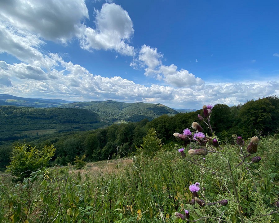 Ausblick über grüne waldige Hügel und eine blühende Distel im Vordergrund