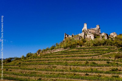 Die Ruine Senftenberg thront über einem Weinberg