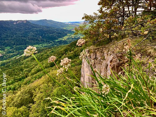 Blüten, vor einer Felskante und einem Ausblick in ein grünes Tal