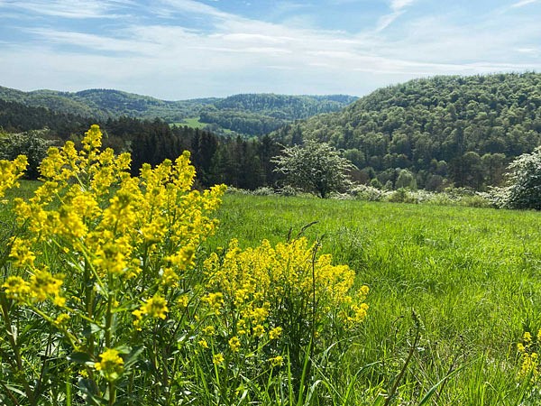 Gelbe Blüten vor einer grünen Wiesen - und Waldlandschaft