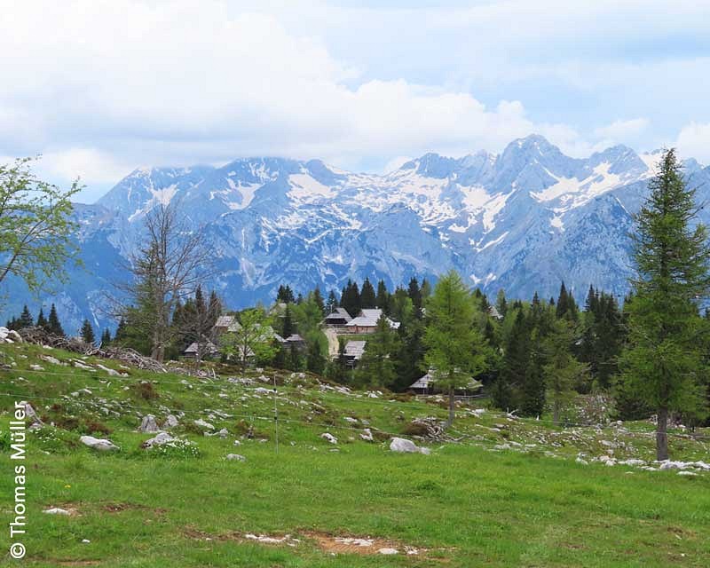 Eine grüne Wiese und im Hintergrund ein Bergpanorama mit verschneiten Gipfeln