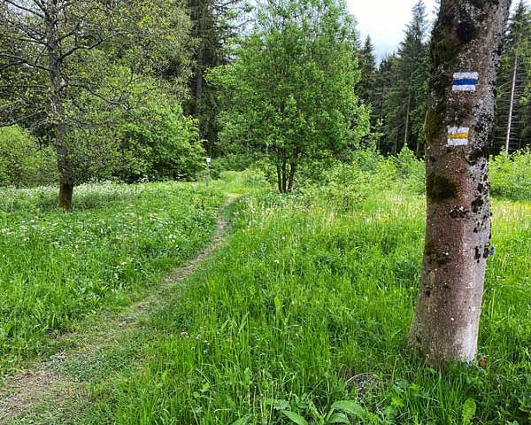 Ein Pfad führt über eine Wiese in den Wald. Rechts steht ein Baum, auf den die Wegmarkierung des Kammwegs gemalt ist. 