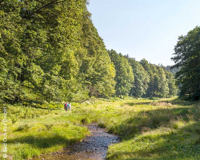 Ein Fluss fließt durch eine üppig grüne Wiese, umrahmt von Wald