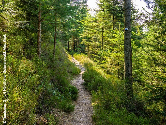 Schmaler Pfad schlängelt sich durch einen Nadelwald