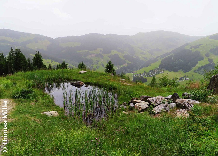 Feuchtbiotop vor nebeliger Bergkulisse