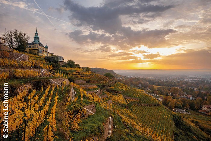 Blick auf die Weinberge im sächsischen Elbland