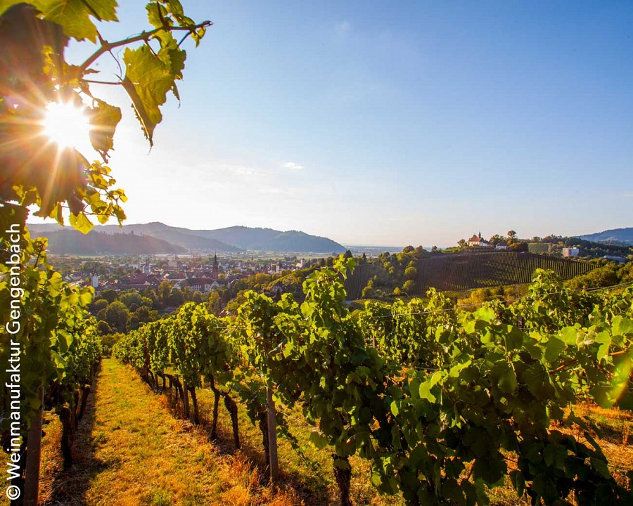 Weinreben und eine hügelige Landschaft bei Sonnenuntergang 