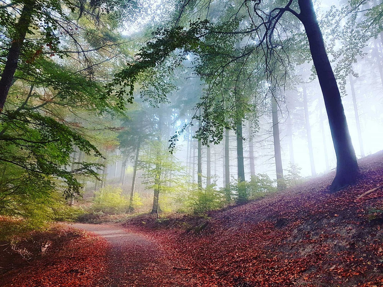 pspan-stylefont-familyGeorgiaserifSieht-das-nicht-nach-einer-Maumlrchenkulisse-aus-Facebook-Nutzerin-Sarah-Simon-hat-dieses-Foto-im-Siebengebirge-aufgenommenspanp