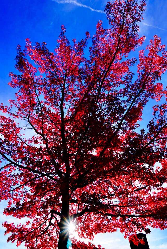 pspan-stylefont-familyGeorgiaserifDieser-traumhaft-schoumlne-Herbstbaum-ist-von-Facebook-User-Andreas-Koumlsternbspbr-aufgenommen-an-der-Urdenbacher-Kaumlmpe-bei-Duumlsseldorfspanp